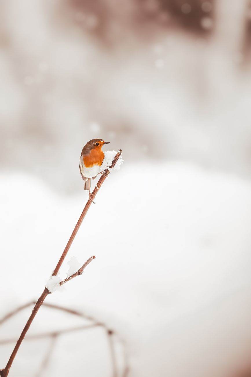 The Robin Redbreast